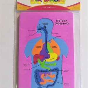 Goma Eva Cuerpo Humano Sistema Digestivo