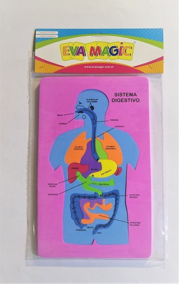 Goma Eva Cuerpo Humano Sistema Digestivo